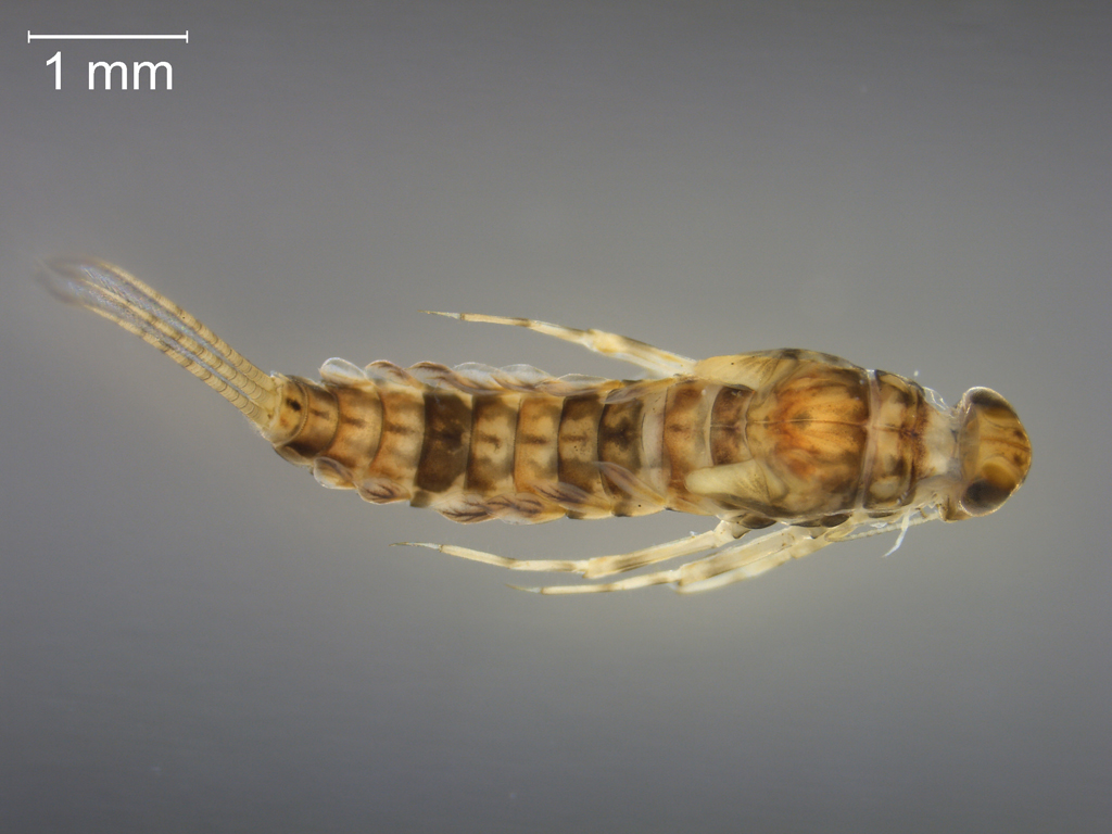 Centroptilum luteolum